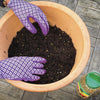 Miracle-Gro Premium All Purpose Continuous Release Plant Food 900g
