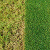 Miracle-Gro EverGreen Complete 4-in-1 SPREADER - 80m2